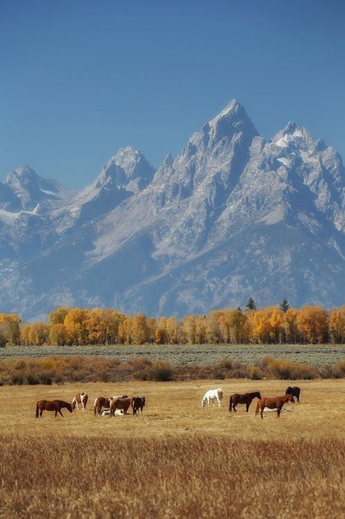 montana